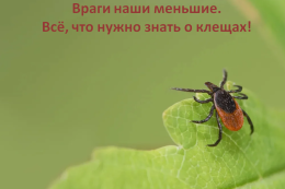 Сезон активности клещей: когда начинается, как защищаться!