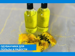 Одуванчик - маленькое солнце на нашем участке и в наших руках