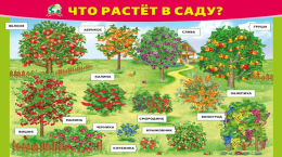 Викторина «Что растет в саду?»