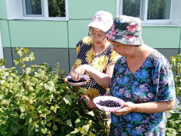 ОГОРОДНЫЕ ХЛОПОТЫ  