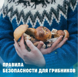 Поход за грибами: что взять и о чём не забыть