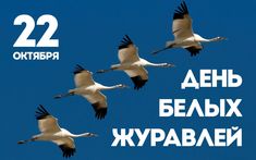Вспоминая деда в День белых журавлей.