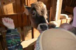 Контактный зоопарк