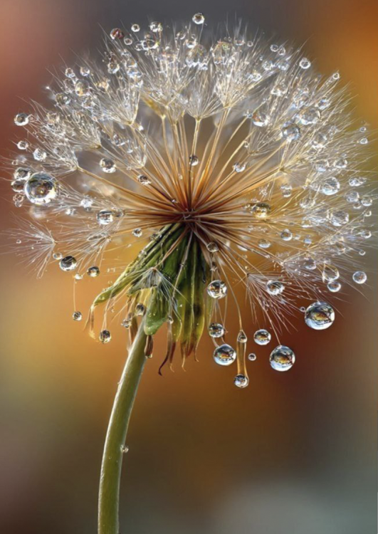 4010. Сублимация A4