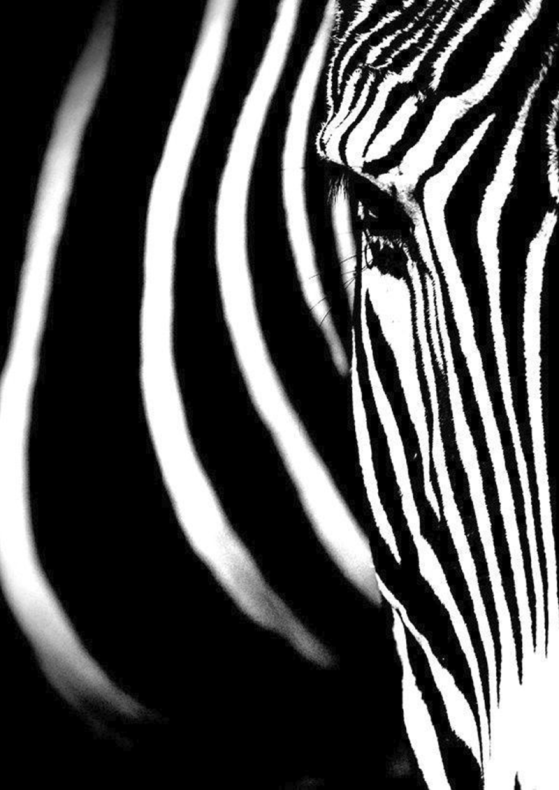 4661. Сублимация A4 от Tkani.site