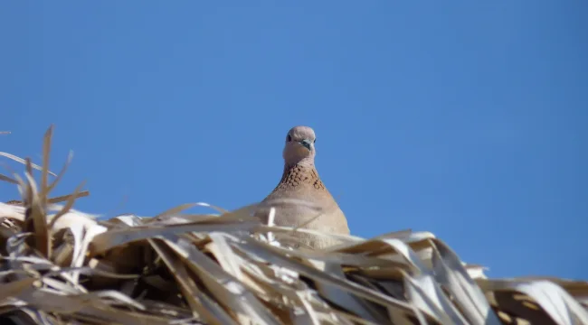 Мой дом на Небе, за облаками, куда стремлюсь я, чтоб вечно жить...