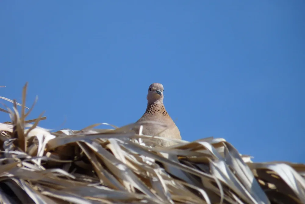 Мой дом на Небе, за облаками, куда стремлюсь я, чтоб вечно жить...