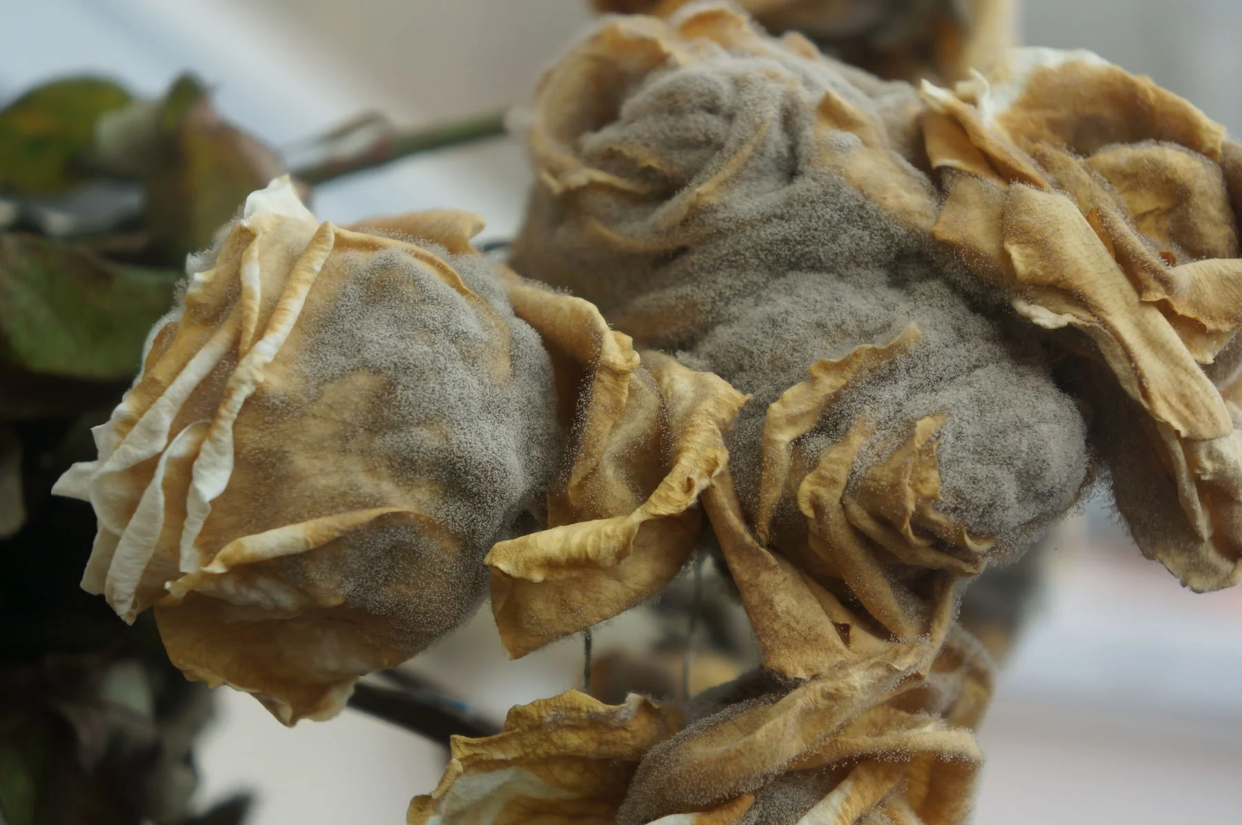 Перегнулость