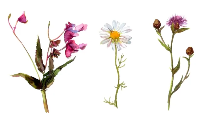 Нецветочковая благость