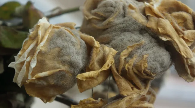 Перегнулость