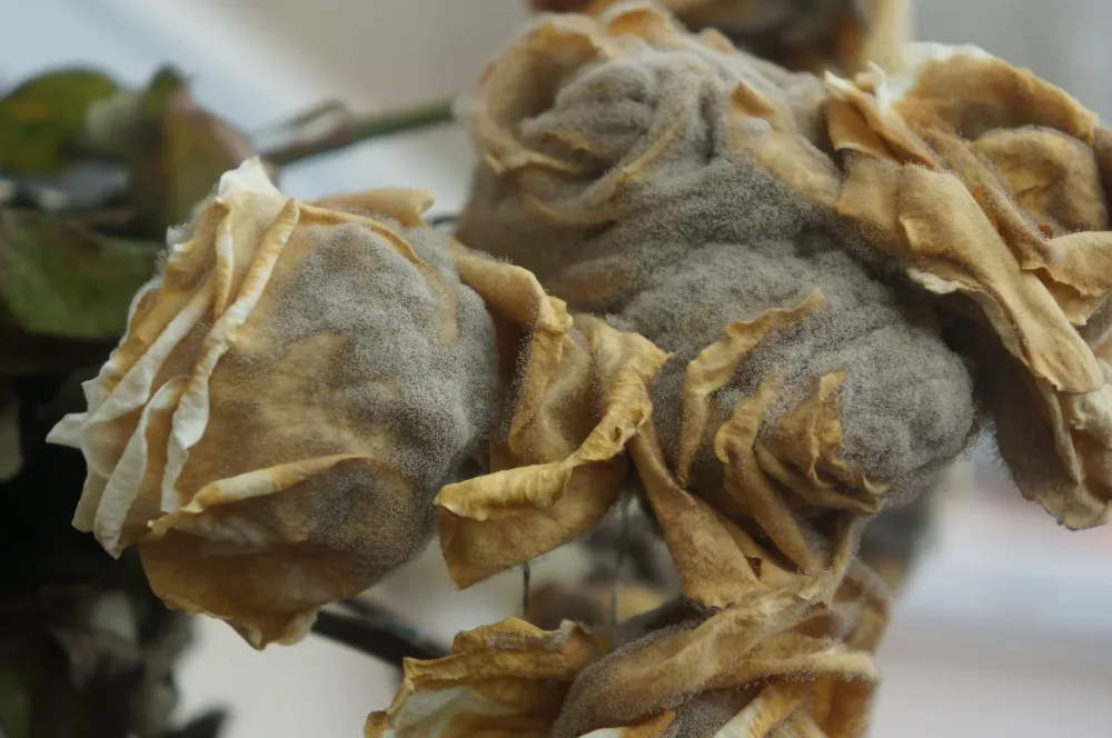 Перегнулость