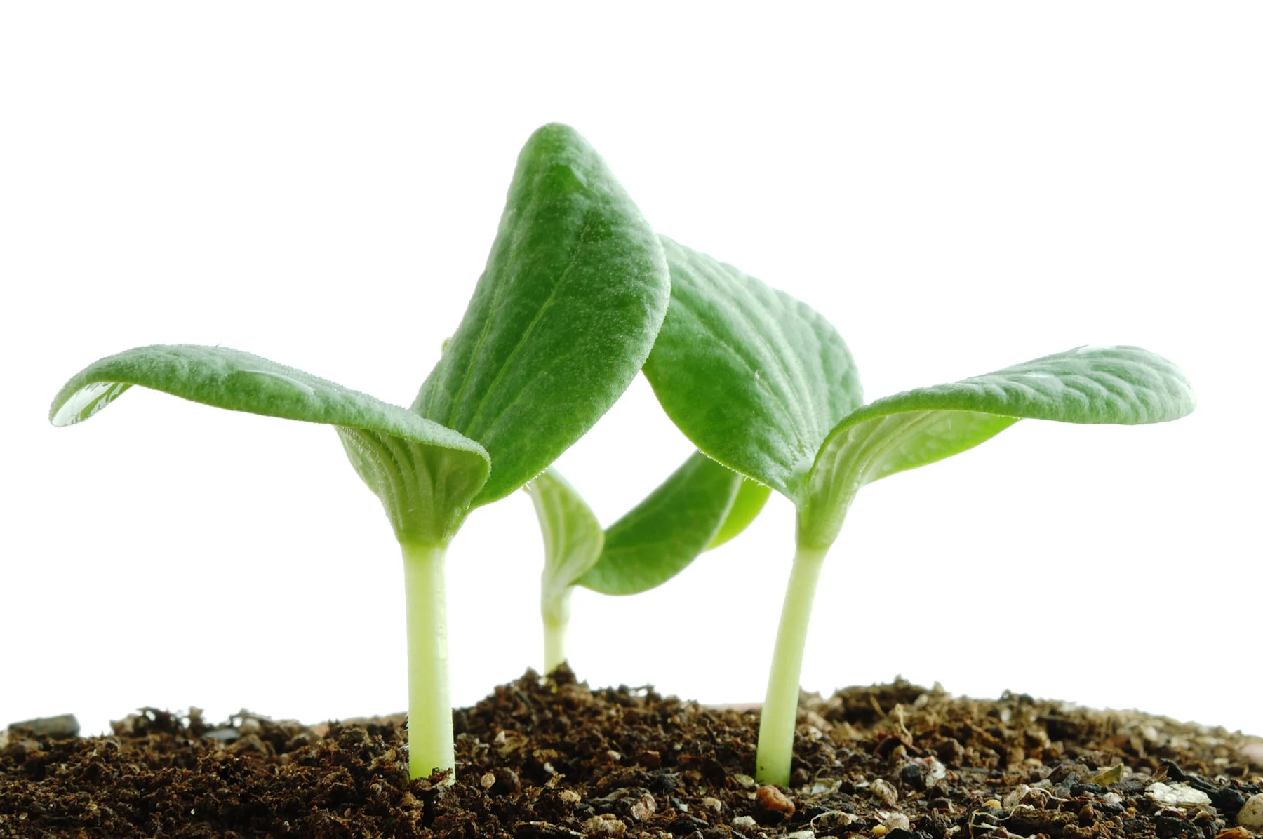 Все хотят нового дня