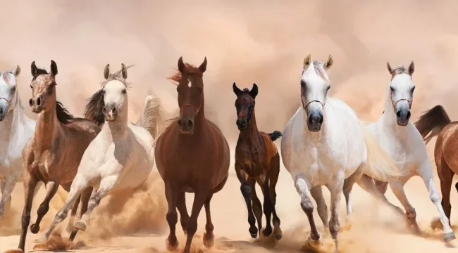 Беги, ..., беги (вставьте нужное имя сами)