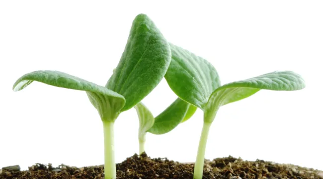 Все хотят нового дня