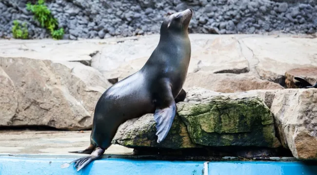 Синдром морского котика