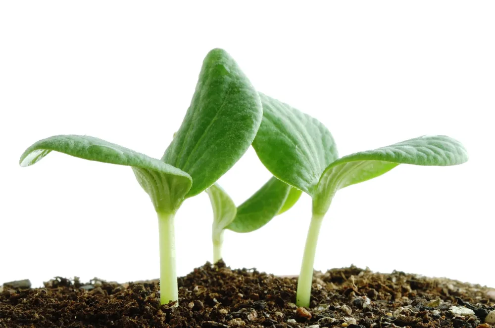 Все хотят нового дня