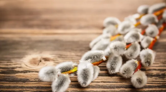 Вербный перформанс