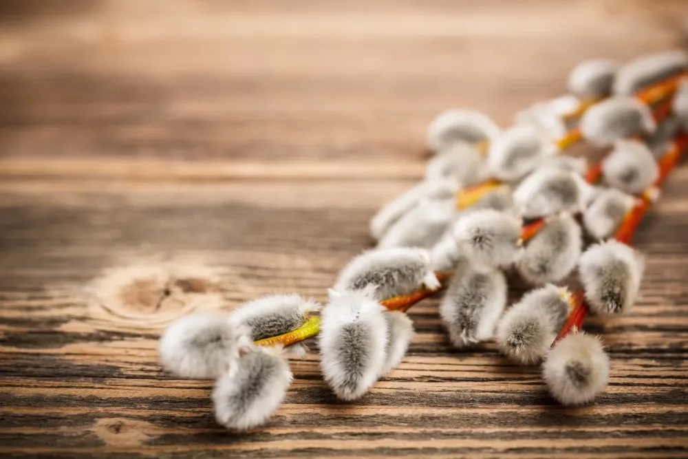 Вербный перформанс