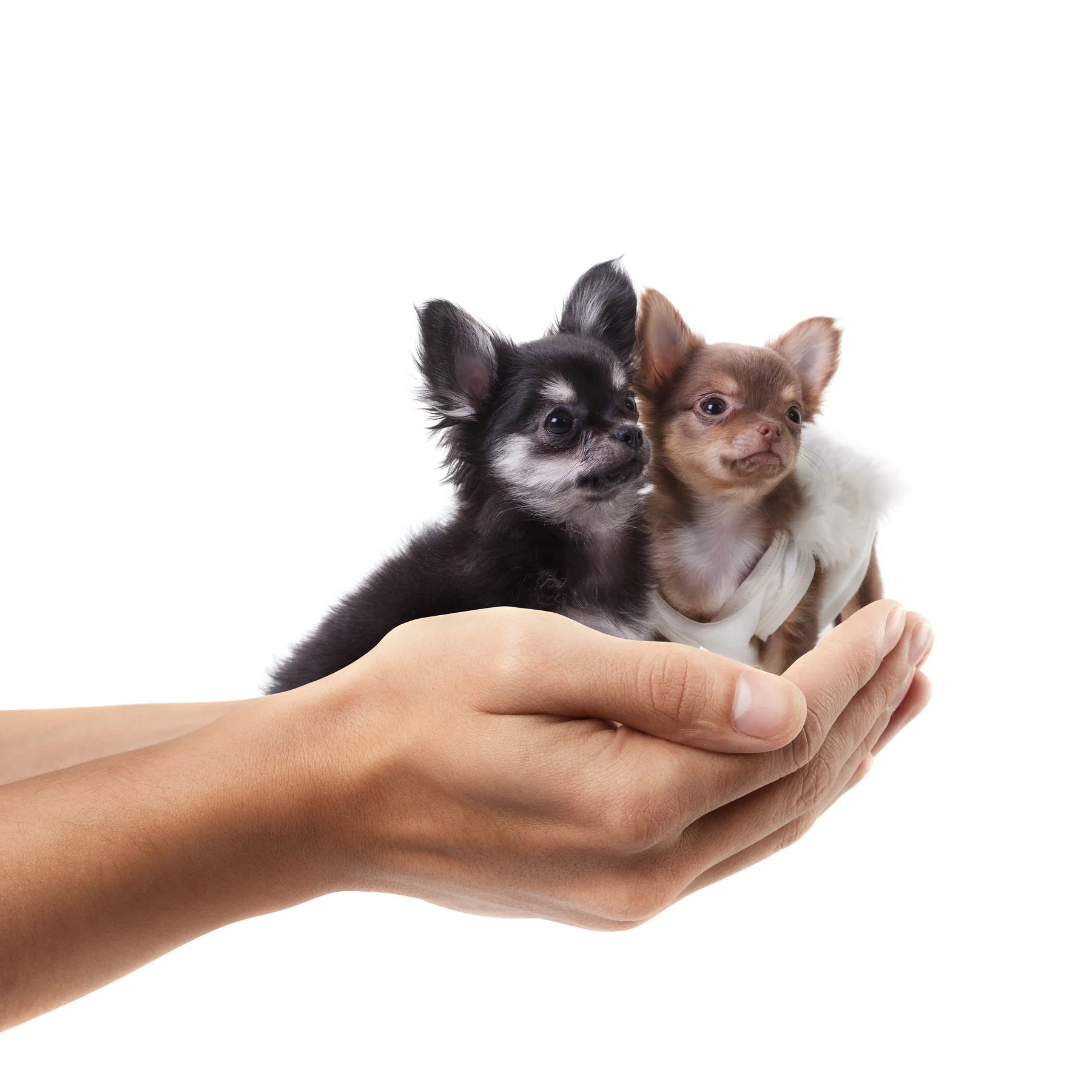 Про раскрытые ладошки