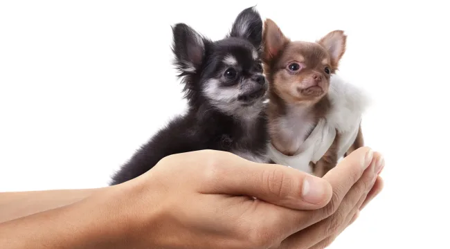 Про раскрытые ладошки