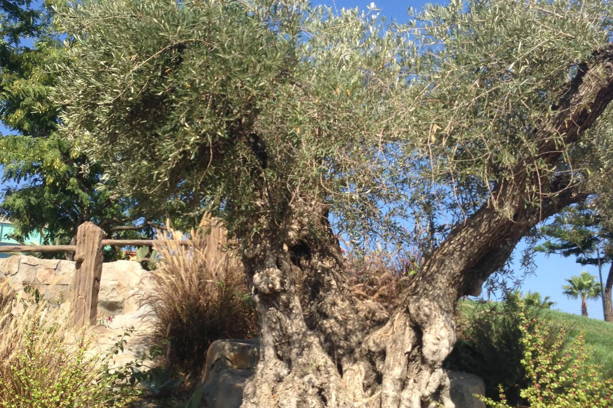 Дерево имени Пола Дэвида Хюьсона