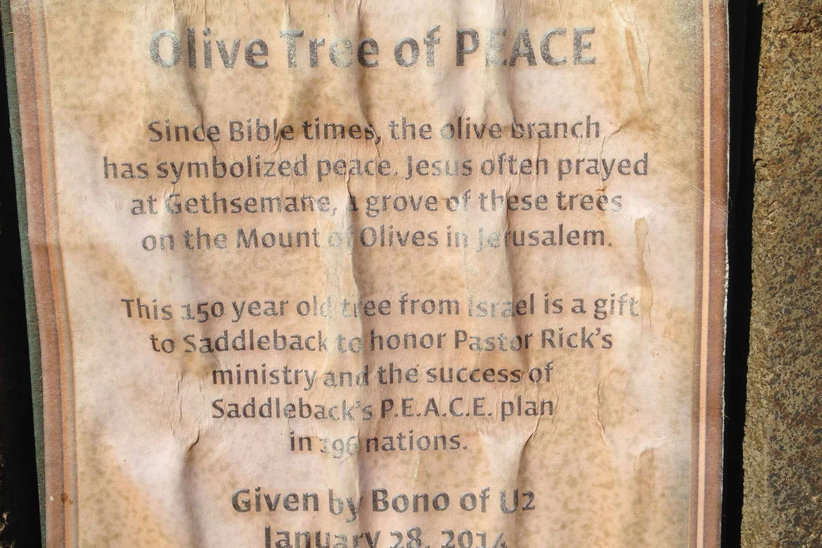 Дерево имени Пола Дэвида Хюьсона