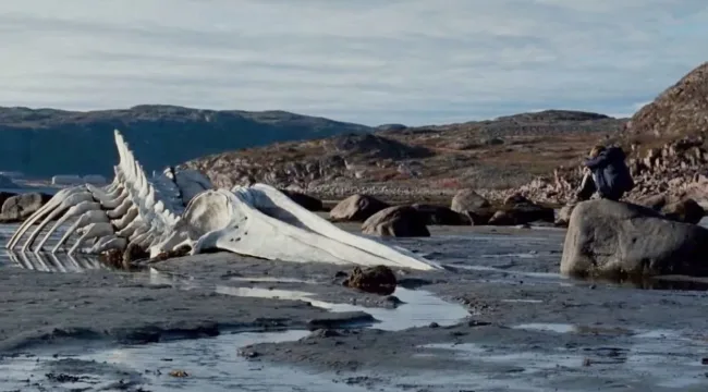 Метаморфозы Левиафана