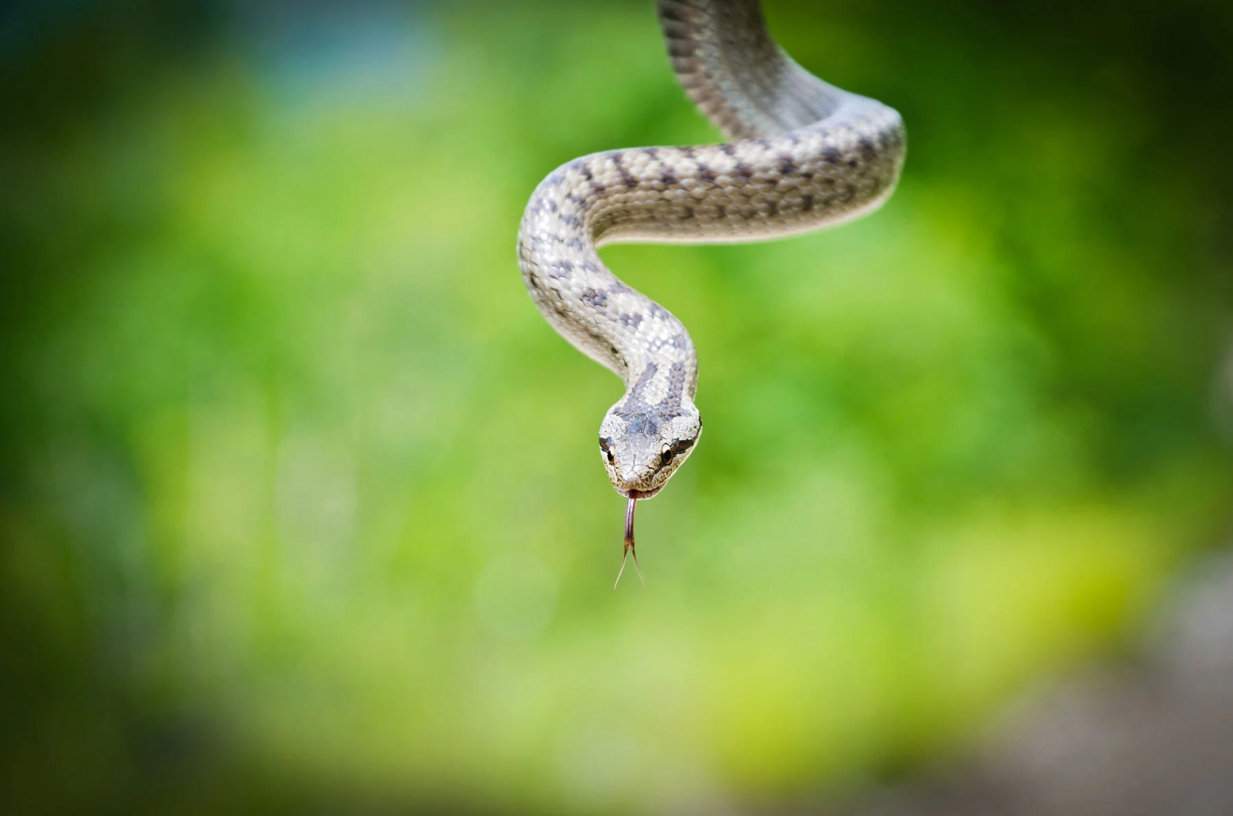 Лживость уст и честный разговор