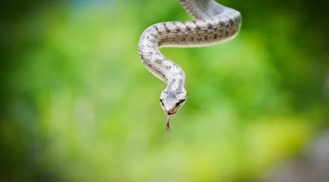 Лживость уст и честный разговор
