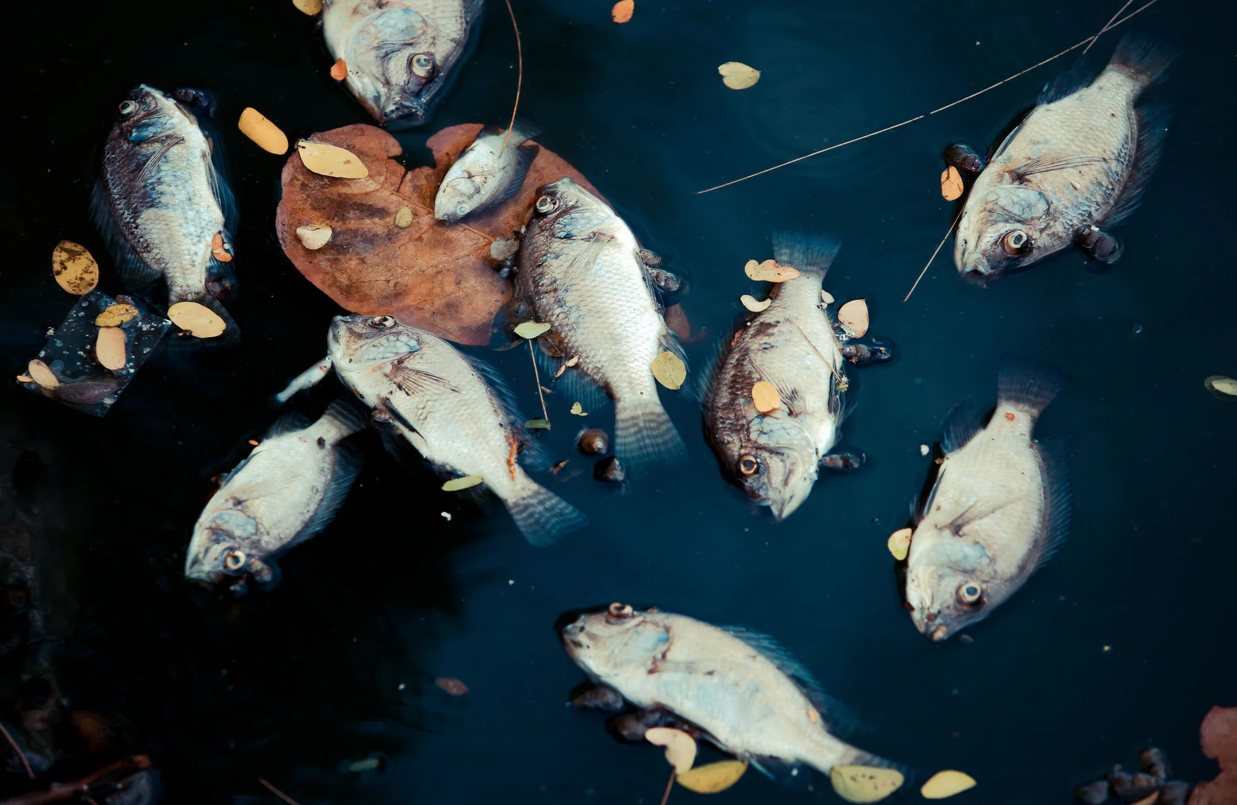 Протухшая вера: что делать?