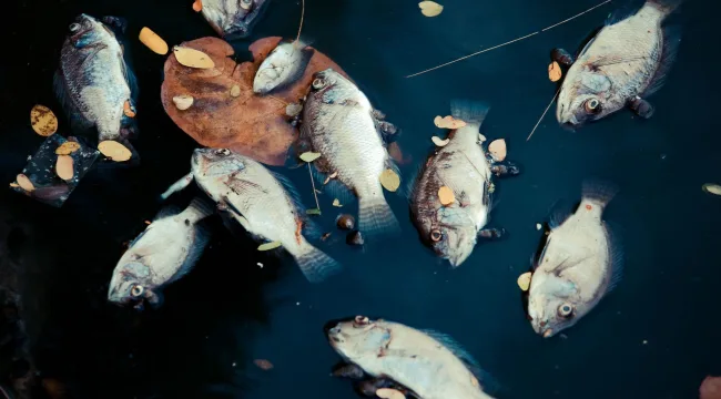 Протухшая вера: что делать?