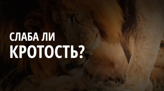 Слаба ли кротость?