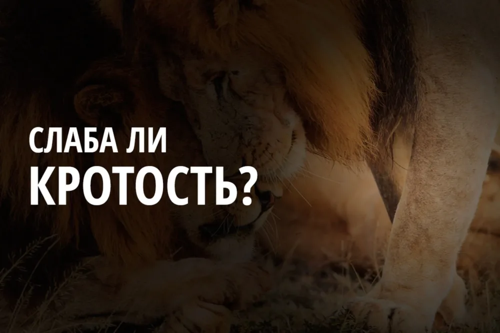 Слаба ли кротость?