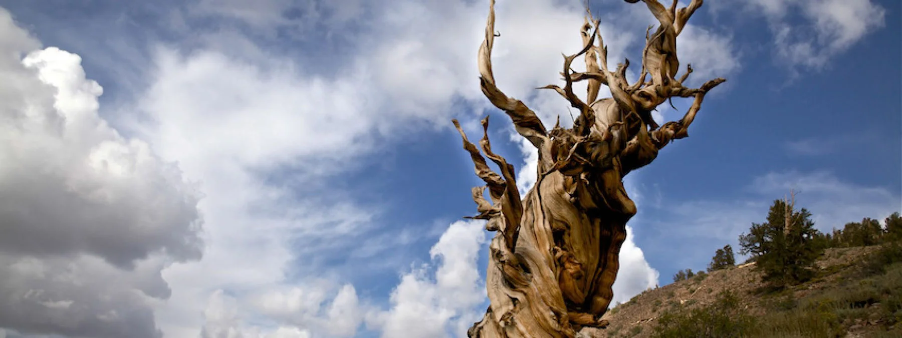 Продолжительность жизни в Бытие: буквальный или символический смысл?