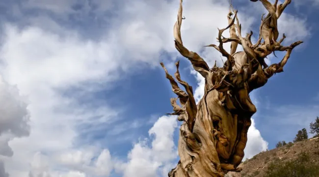 Продолжительность жизни в Бытие: буквальный или символический смысл?