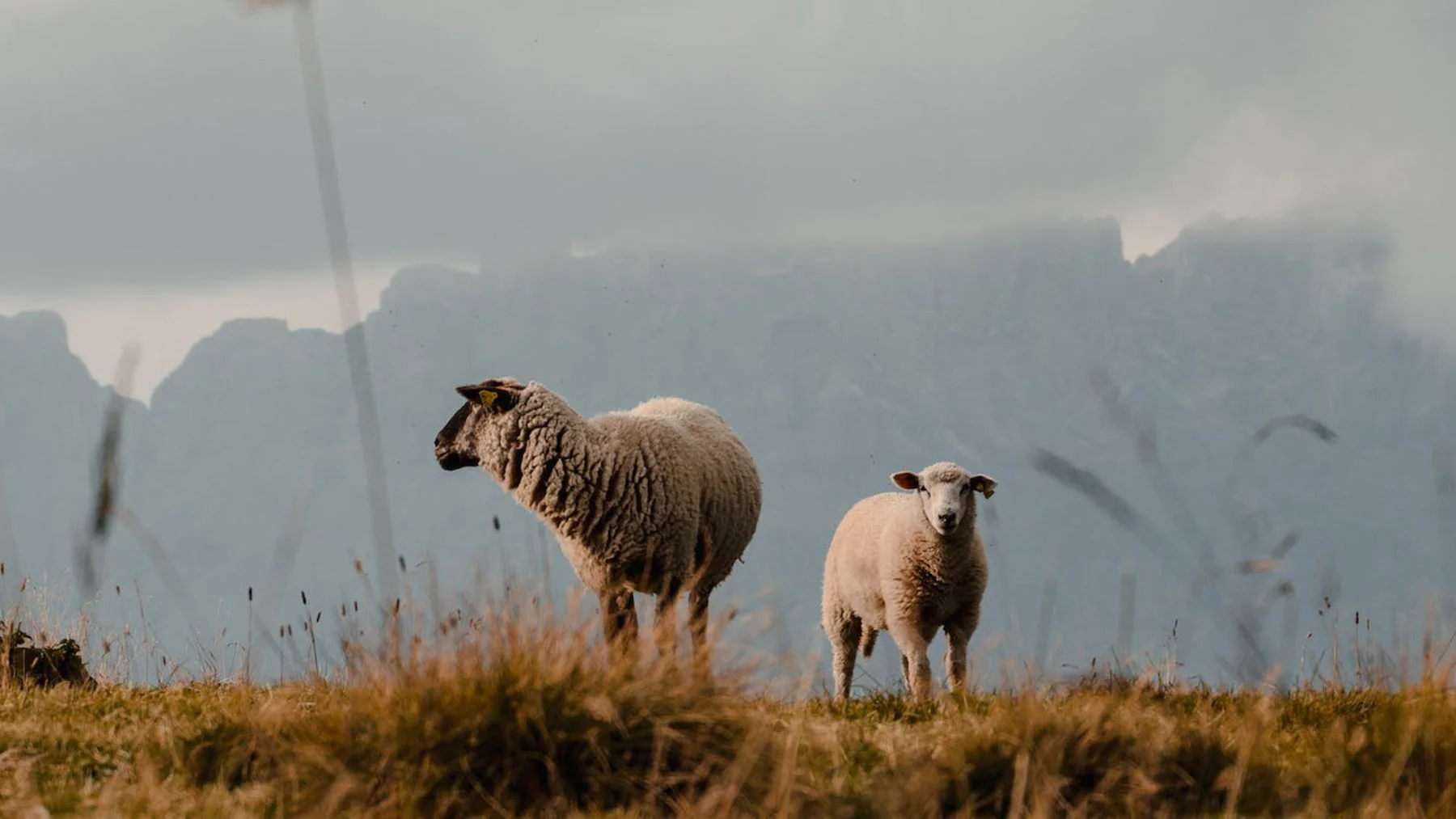 Пасторство — это больше, чем проповедь