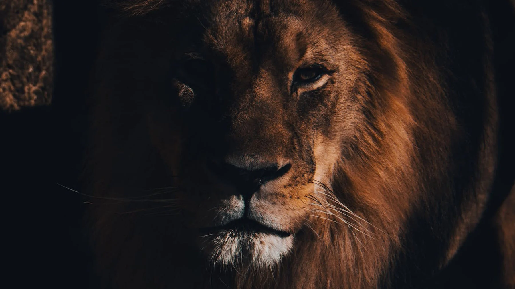 Мученик или безумец?