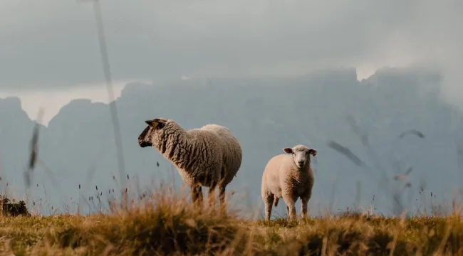 Пасторство — это больше, чем проповедь