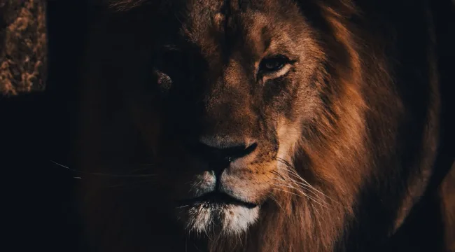 Мученик или безумец?