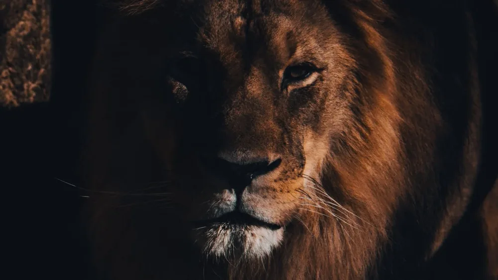 Мученик или безумец?