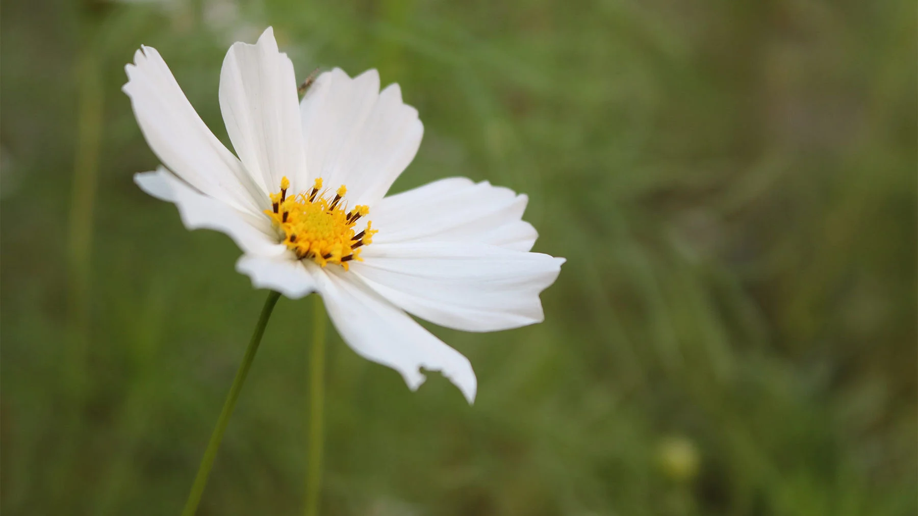 Не довольствуйтесь культурной добротой