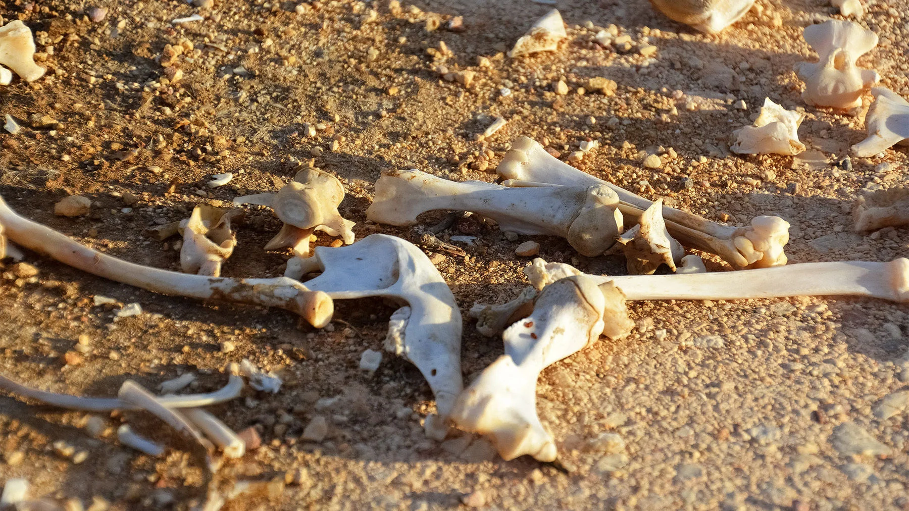 Возрожденная надежда из мертвых обстоятельств