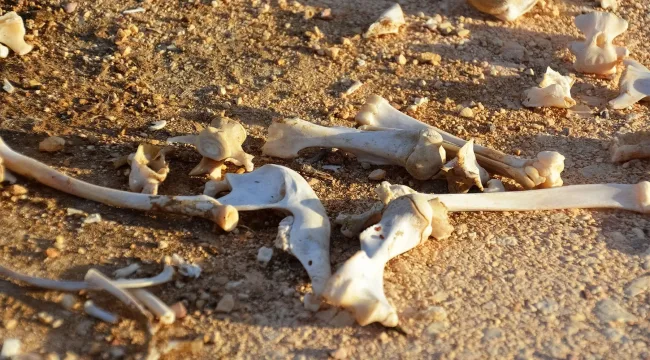 Возрожденная надежда из мертвых обстоятельств