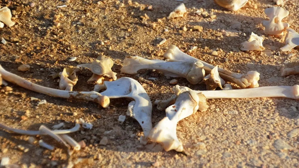 Возрожденная надежда из мертвых обстоятельств