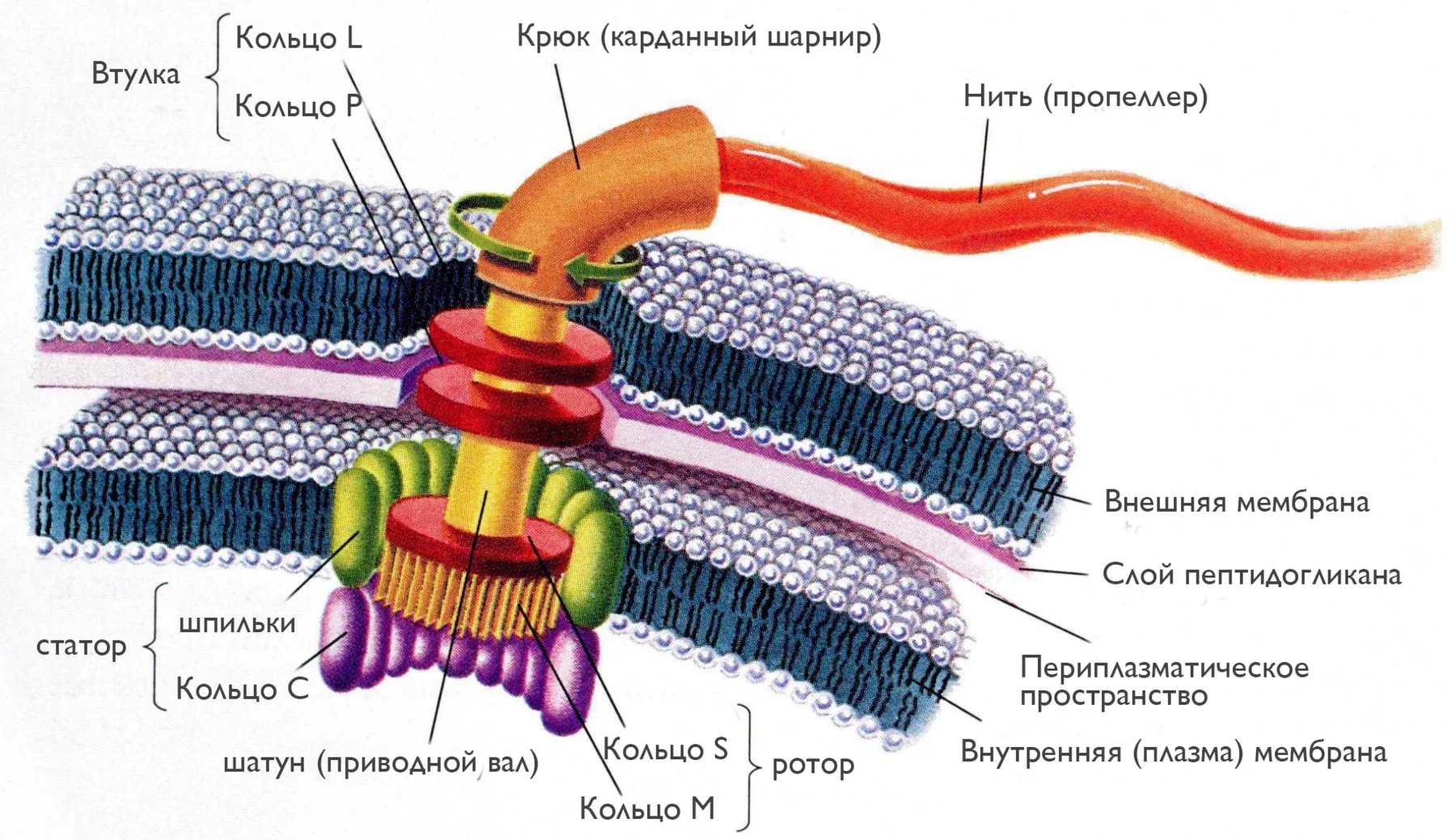 Проблемы неодарвинизма