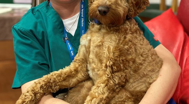 Терапевтический пёс капеллана Альфи — «Пёс года» по версии BBC Countryfile