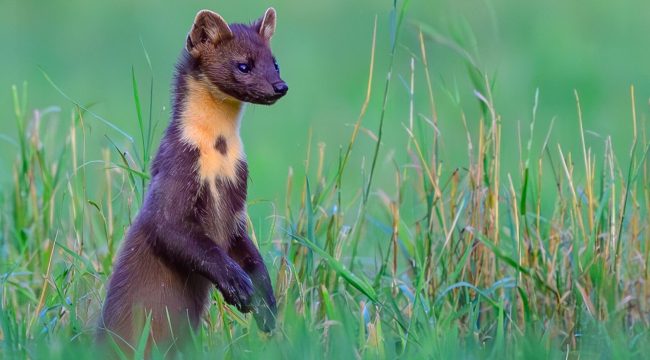 Хитрая куница выгнала католическую общину из собственной церкви