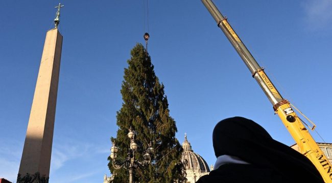 Рождественская ель из Южного Тироля установлена в Ватикане