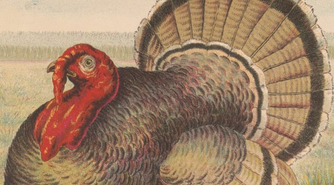 Индейка как символ единства: удивительная история спасения национальной птицы США