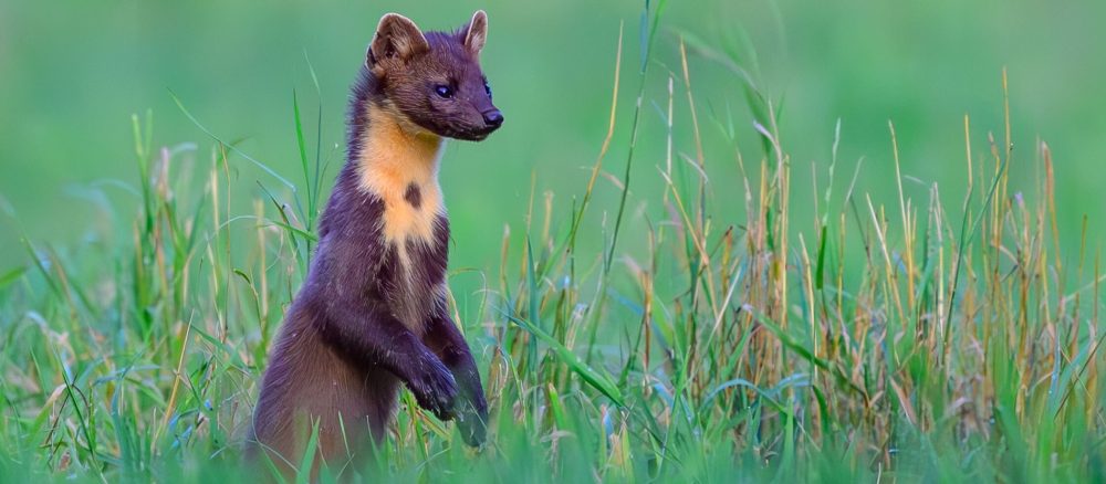 Хитрая куница выгнала католическую общину из собственной церкви